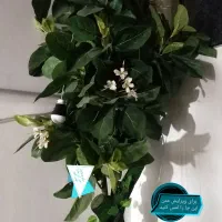 دوتا درختچه میوه