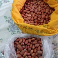 بادام واسه دربه گیری زمین بادام