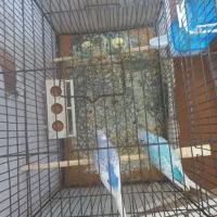 مرغ عشق|پرنده|ملارد, |دیوار