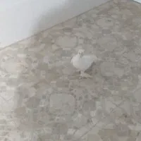 کفتر ساتن کاکلی سینه فر نوک قناری نر سفید پاک|پرنده|اردکان, |دیوار