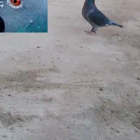 کبوتر نر مسافتی|پرنده|زهک, |دیوار