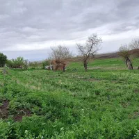 فروش جعبه گوجه فرنگی