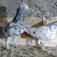 سار، سرورر، بزک، عطیقه|پرنده|مشهد, بهمن|دیوار