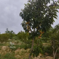 یک سک پاکوتا پیدا شده حوالی طالقانی