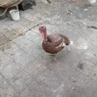 غوغاز وبوغلمو|حیوانات مزرعه|خرمشهر, |دیوار