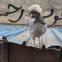 فروش مرغ و خروس سلطان تخم نطفه دار|حیوانات مزرعه|پاکدشت, حصار امیر|دیوار