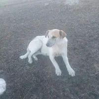 سگ پاکوتاه|سگ|اردبیل, |دیوار