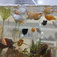 ماهی|ماهی|سیرجان, |دیوار