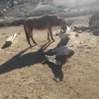 قطر۳سال|اسب و تجهیزات اسبسواری|دورود, |دیوار