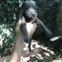 توله پیتبول بلو|سگ|کرج, اسلامآباد|دیوار