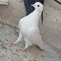 کبوتر|پرنده|شاهین دژ, |دیوار