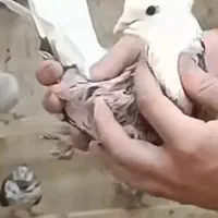 کبوتر گمشده کفتر