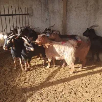 ماده بز|حیوانات مزرعه|هشتگرد, تهران دشت|دیوار