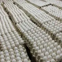 پخش تخم مرغ