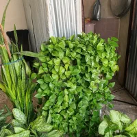 گل های طبیعی