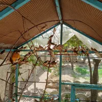 10 جفت فنچ کینگ