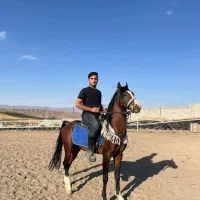 اسب|اسب و تجهیزات اسب‌سواری|اهر, |دیوار