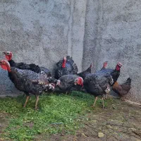 بوقلمون محلی