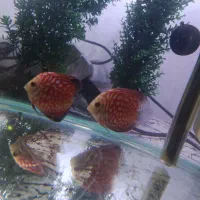 ماهی دیسکس|ماهی|ارومیه, |دیوار