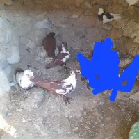 ۶ عدد کبوتر ککیلی کلفه.فیلی