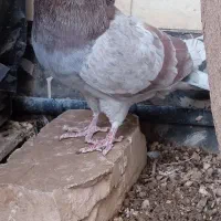 کبوتر|پرنده|قم, بکایی|دیوار