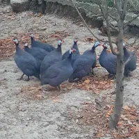 فروش مرغ شاخدار   نر و ماده|حیوانات مزرعه|گرگان, |دیوار