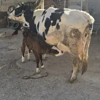 فروش گاوشیری با گوساله سمینتال ماده خوراک خور