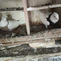 چندجفت طوقی خوب یکجا فروخته میشود|پرنده|تهران, خلیج فارس|دیوار