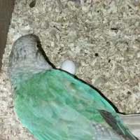 جوجه گرینچیک. عروس هلندی.  سهره قناری.|پرنده|ری, ظهیرآباد|دیوار