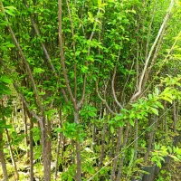 نهال های قطور و بزرگ شاخه دار داخل گلدان سرسبز