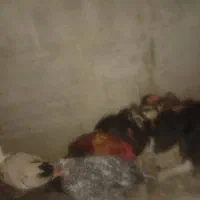 جوجه محلی زیر مرغی|حیوانات مزرعه|گنبکی, |دیوار