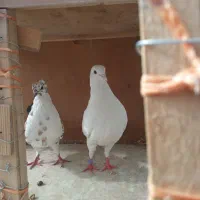 فروش فوری حراج علت جابجایی