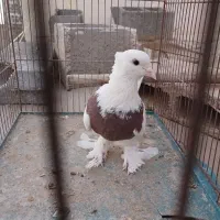 کبوترطوقی کله سرخ اصفهانی