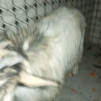 بزغاله ماده|حیوانات مزرعه|کرمانشاه, |دیوار