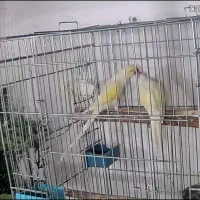 فروش جفت ملنگو رنگ خاص کرمیلو