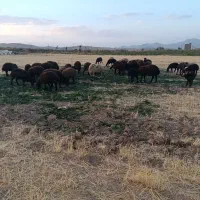فروش گوسفند