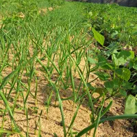 برگ سیر محلی پیربازار|خوردنی و آشامیدنی|رشت, فخب|دیوار