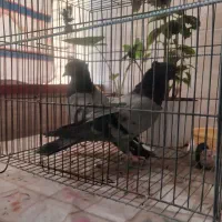 گروهان سبز پرشی|پرنده|تهران, مشیریه|دیوار