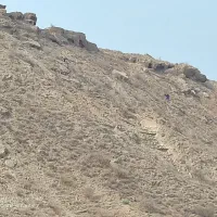 مرغابی گم شده رنگ خاکستری