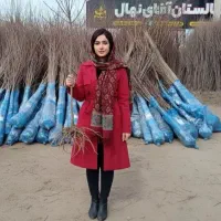 ارقام نهالهای تجاری در تاکستان+ارسال فوری