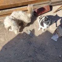 سگ نر و ماده