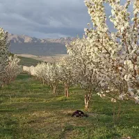 هرس و اصلاح درخت