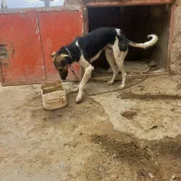 یه قلاده سگ