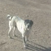 سگ گله نرقیمت توافقی