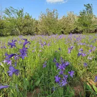 زمین-اجاره-ای-کشاورزیم-گرک-1-هکتار-بو-تماکو
