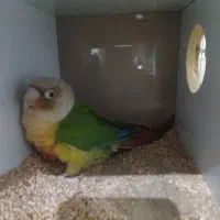 گرینچک مولد در حال تخم.در رباط کریم|پرنده|چهاردانگه (تهران), |دیوار