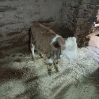 2عدد‌گوساله‌نرو‌ماده‌شیر‌خوار