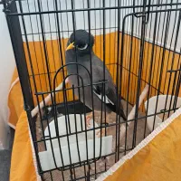 مرغ مینا سخنگو  رام