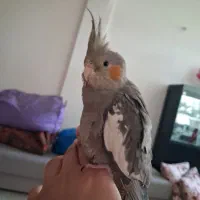 عروس نر|پرنده|محمدشهر, شهرک پیام (مهرالبرز)|دیوار