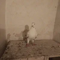 ۳ تا پرشی آسمون خراش